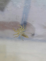 Phintelloides jesudasi