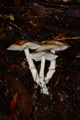 Entoloma baronii