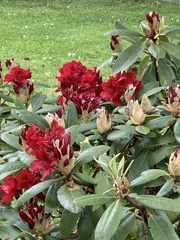 Rhododendron