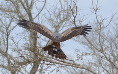 Polyboroides typus typus