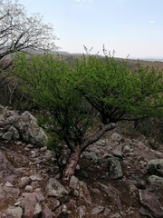 Bursera galeottiana
