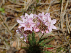 Armeria girardii