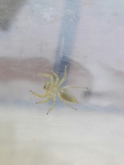 Phintelloides jesudasi