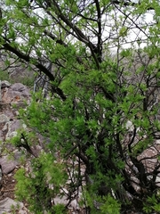 Bursera galeottiana