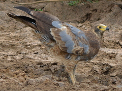 Polyboroides typus typus
