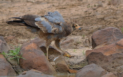 Polyboroides typus typus