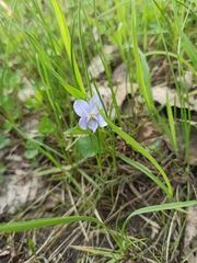 Viola canina