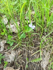 Viola canina