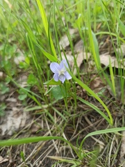 Viola canina