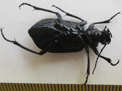Calosoma planicolle