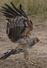Polyboroides typus typus