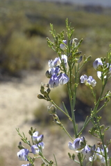 Psoralea verrucosa