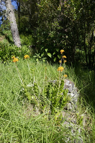 Epidendrum ibaguense image