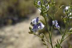 Psoralea verrucosa