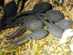 Culai Brown Frog photo 2