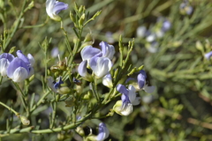 Psoralea verrucosa