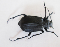 Calosoma planicolle