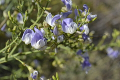 Psoralea verrucosa