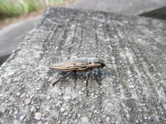 Chalcophora japonica