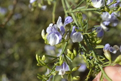 Psoralea verrucosa