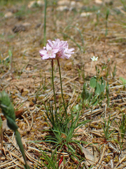 Armeria girardii