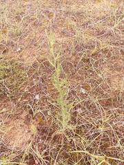 Centaurea tommasinii