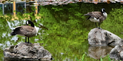 Branta canadensis