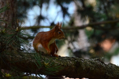 Sciurus vulgaris