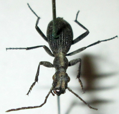 Cypholoba
