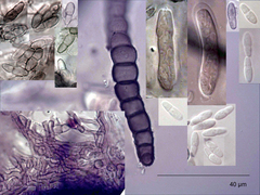 Wentiomyces melioloides