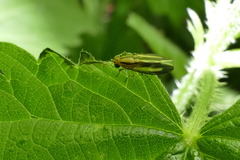 Peplomyza