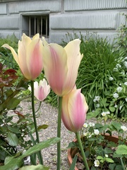 Tulipa gesneriana
