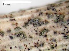 Didymosphaeria variabile