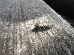 Chalcophora japonica