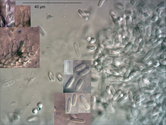 Didymosphaeria variabile