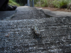 Chalcophora japonica