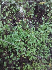 Tracheophyta