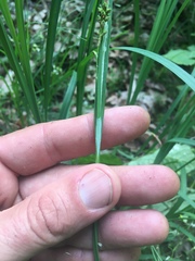 Carex biltmoreana