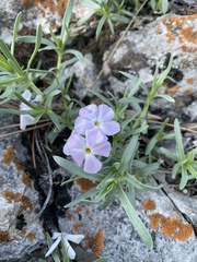 Phlox alyssifolia