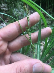 Carex biltmoreana