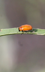 Coptocephala pallens