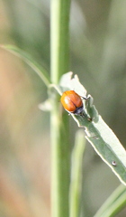 Coptocephala pallens