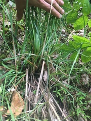 Carex biltmoreana