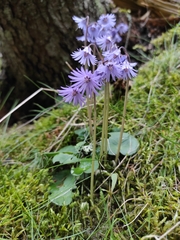 Soldanella montana