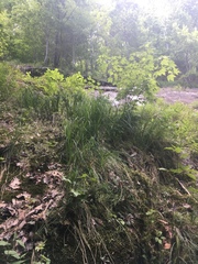 Carex biltmoreana