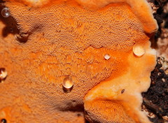 Gloeoporellus merulinus