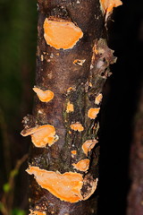 Gloeoporellus merulinus