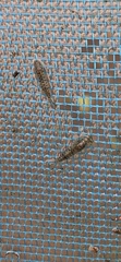 Takobia muticus