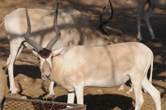 Addax photo 3