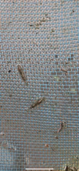 Takobia muticus